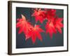 Maple Leaves-null-Framed Photographic Print