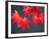 Maple Leaves-null-Framed Photographic Print