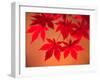 Maple Leaves-null-Framed Photographic Print