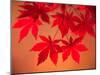 Maple Leaves-null-Mounted Photographic Print