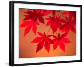 Maple Leaves-null-Framed Photographic Print