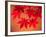 Maple Leaves-null-Framed Photographic Print