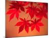 Maple Leaves-null-Mounted Photographic Print