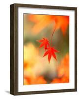 Maple Leaves-null-Framed Photographic Print