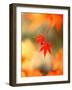 Maple Leaves-null-Framed Photographic Print