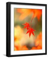 Maple Leaves-null-Framed Photographic Print