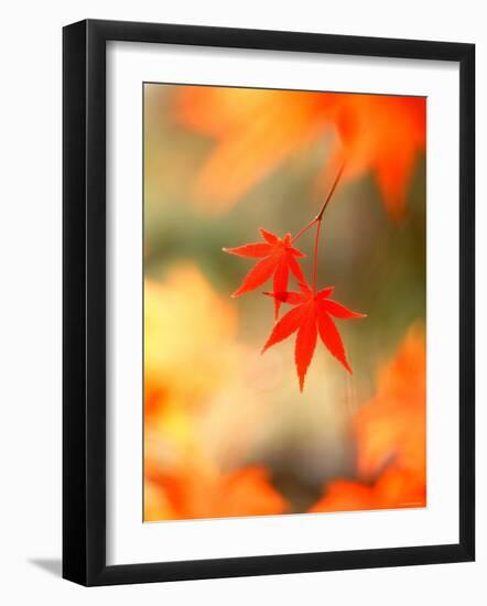 Maple Leaves-null-Framed Photographic Print