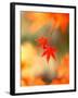 Maple Leaves-null-Framed Photographic Print