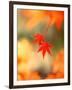 Maple Leaves-null-Framed Photographic Print