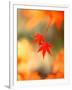 Maple Leaves-null-Framed Photographic Print