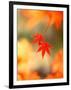 Maple Leaves-null-Framed Photographic Print