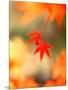 Maple Leaves-null-Mounted Photographic Print