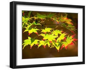 Maple Leaves-null-Framed Photographic Print