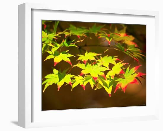 Maple Leaves-null-Framed Photographic Print