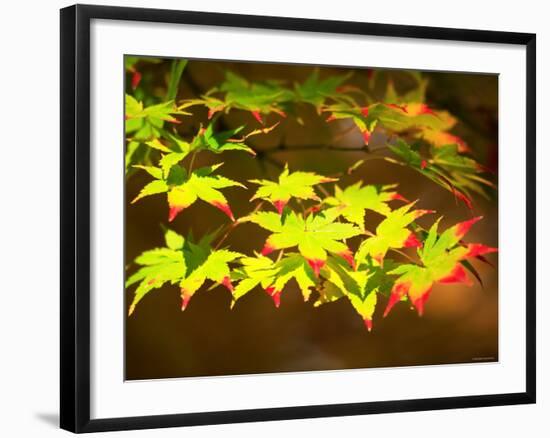 Maple Leaves-null-Framed Photographic Print