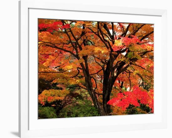 Maple Leaves-null-Framed Photographic Print