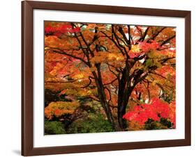 Maple Leaves-null-Framed Photographic Print