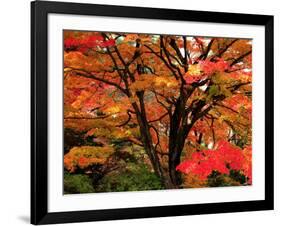 Maple Leaves-null-Framed Photographic Print