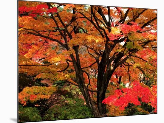 Maple Leaves-null-Mounted Photographic Print