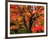 Maple Leaves-null-Framed Photographic Print