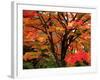 Maple Leaves-null-Framed Photographic Print