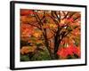 Maple Leaves-null-Framed Photographic Print