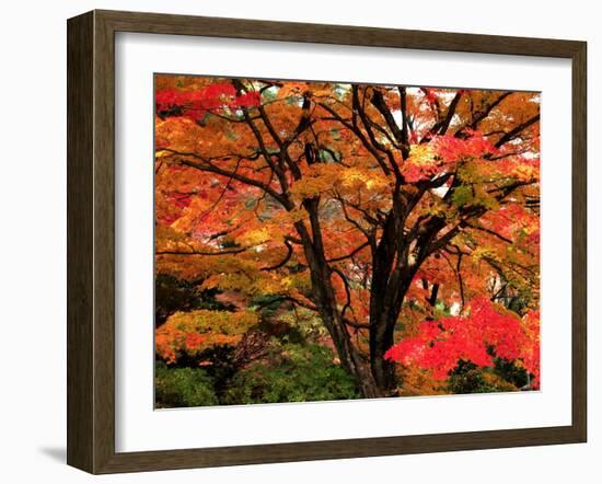 Maple Leaves-null-Framed Photographic Print