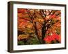 Maple Leaves-null-Framed Photographic Print