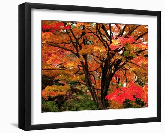 Maple Leaves-null-Framed Photographic Print