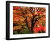 Maple Leaves-null-Framed Photographic Print