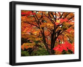 Maple Leaves-null-Framed Photographic Print