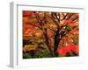 Maple Leaves-null-Framed Photographic Print