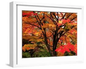 Maple Leaves-null-Framed Photographic Print