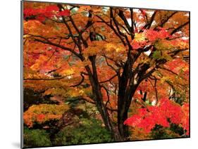 Maple Leaves-null-Mounted Photographic Print