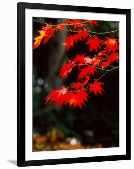 Maple Leaves-null-Framed Photographic Print