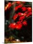 Maple Leaves-null-Mounted Photographic Print