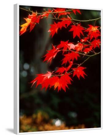 framed maple leaf framed maple leaf