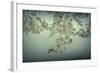 Maple Leaves-Kathy Mahan-Framed Photographic Print