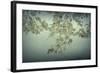 Maple Leaves-Kathy Mahan-Framed Photographic Print