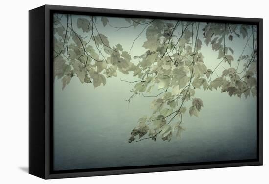 Maple Leaves-Kathy Mahan-Framed Stretched Canvas