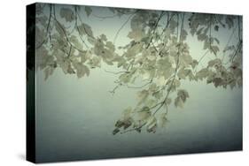 Maple Leaves-Kathy Mahan-Stretched Canvas