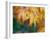 Maple leaves-Jamie & Judy Wild-Framed Photographic Print