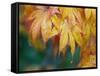 Maple leaves-Jamie & Judy Wild-Framed Stretched Canvas