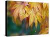 Maple leaves-Jamie & Judy Wild-Stretched Canvas