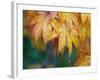 Maple leaves-Jamie & Judy Wild-Framed Photographic Print