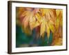 Maple leaves-Jamie & Judy Wild-Framed Photographic Print