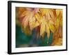 Maple leaves-Jamie & Judy Wild-Framed Photographic Print