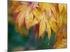 Maple leaves-Jamie & Judy Wild-Mounted Photographic Print