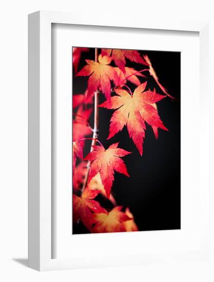 Maple on black-Philippe Sainte-Laudy-Framed Photographic Print