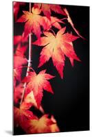 Maple on black-Philippe Sainte-Laudy-Mounted Photographic Print